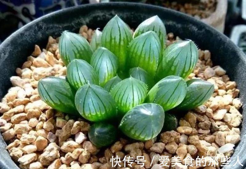 立冬过后,6种多肉赶紧搬进室内保暖,不然容易冻伤剩个空盆