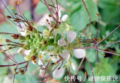 血管神經性水腫|此野菜食用價值和藥用價值很高，秋季吃可解酒護肝、祛風散寒