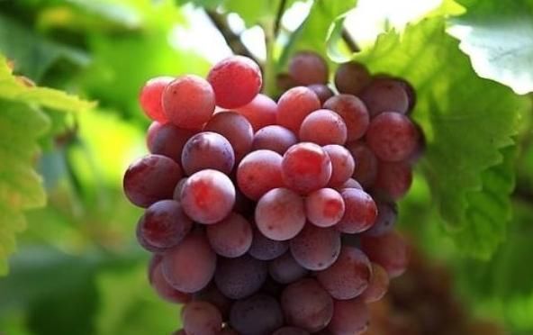 鞣酸蛋白|葡萄和此物是天生的“死对头”,不能一起食用,早知早好