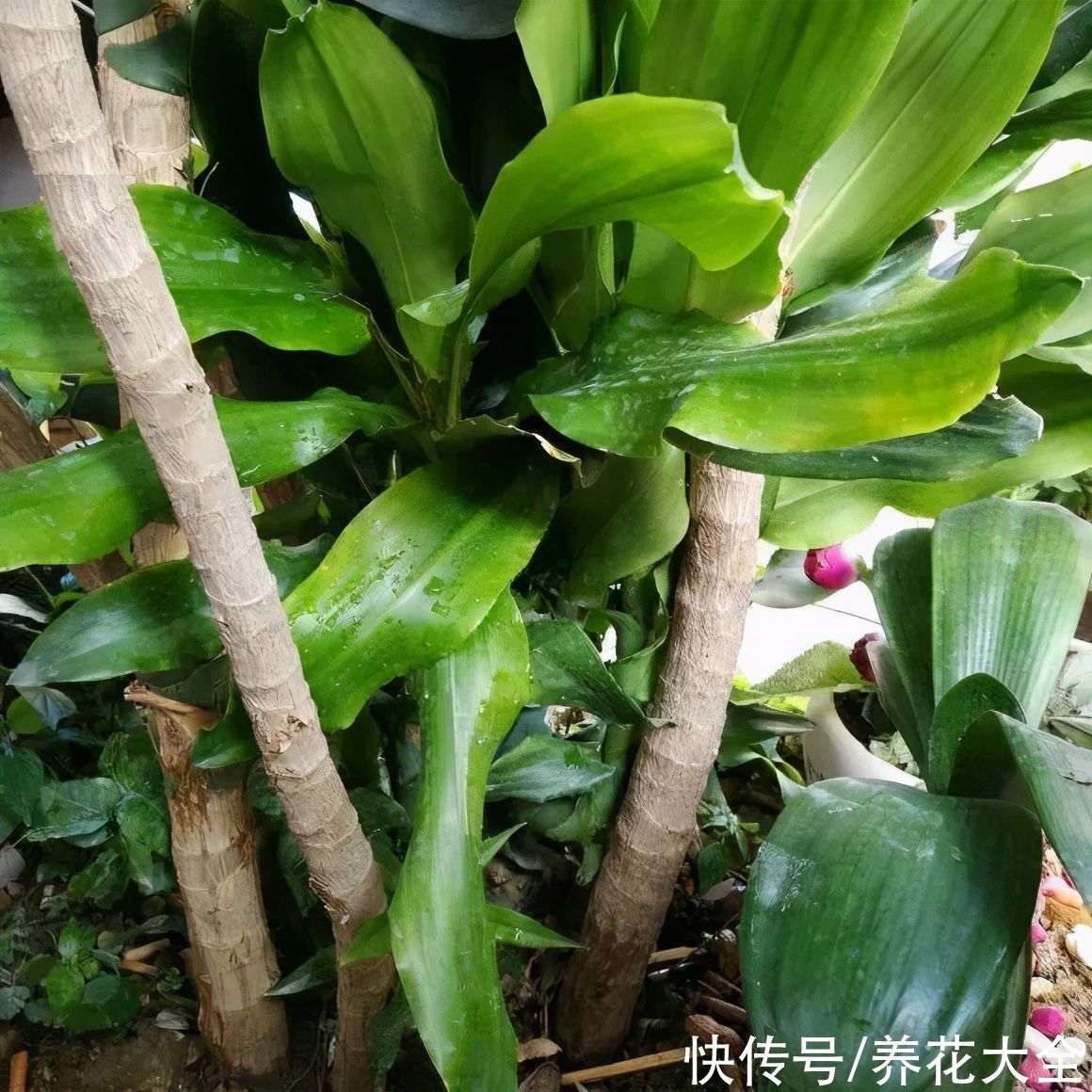  恩州养花者|门口种了富贵竹，长到3米高，路过的都站着看