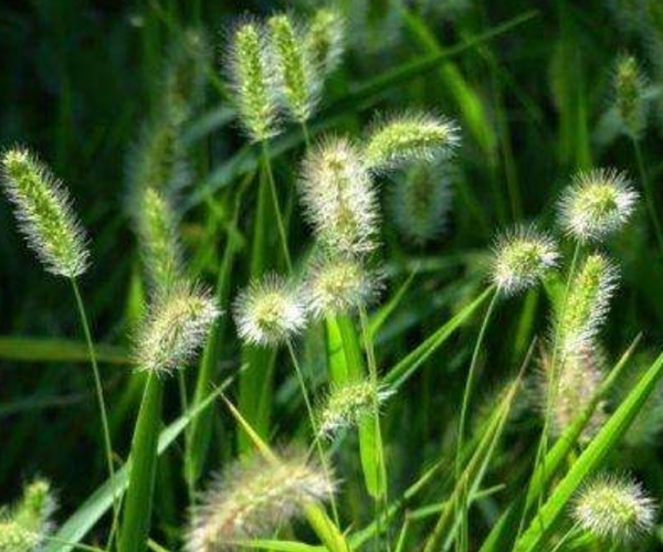 狗尾草|农村“狗尾巴草”煮水喝,没想到它还有这么多作用!千万别再浪费
