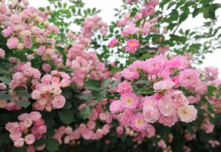 满屋|3种花好养又漂亮,花朵大花期长,喜庆又好养,满屋飘香!