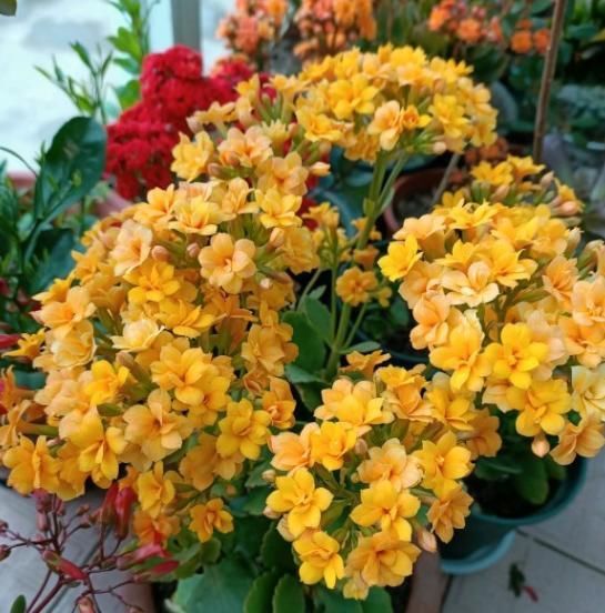 长寿花|养这4种花，夏天不能“偷懒”，没事“剪一剪”，秋季开花就爆盆