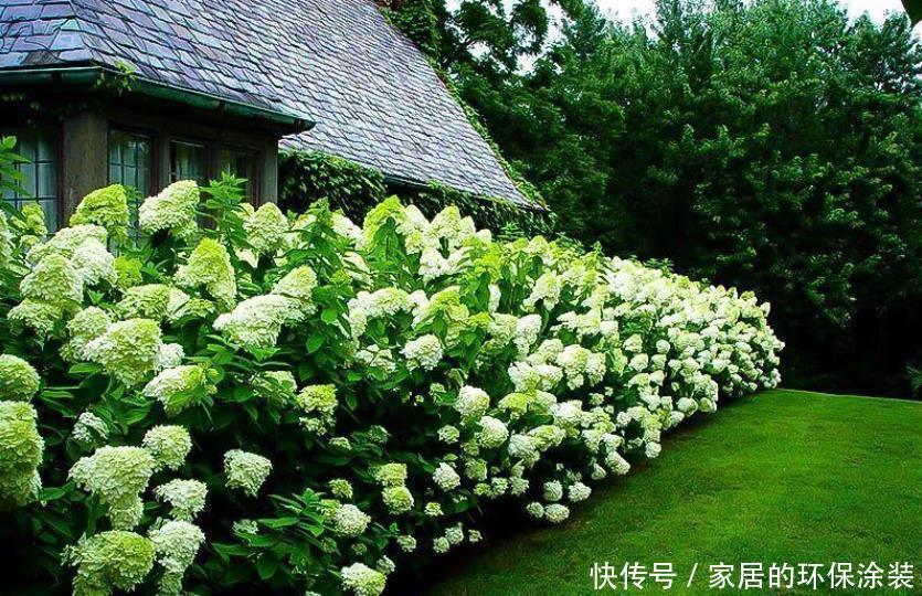 土壤|为什么自己养的绣球花不能开花,看看你有没做对此几点