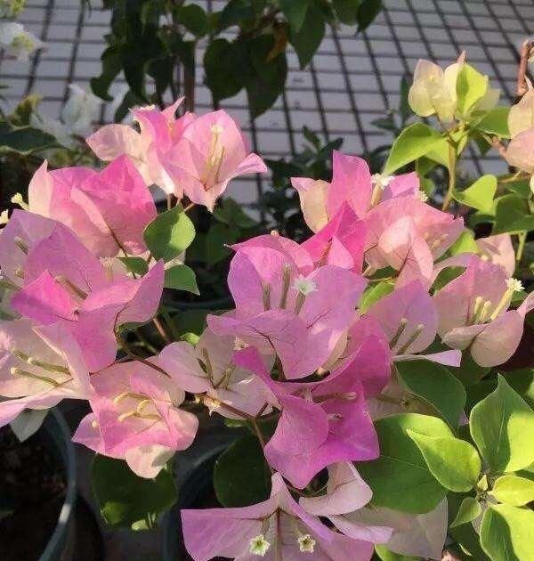 好看|这种花,一年至少“3季花”,花量大,人称开花机器,好看又好养