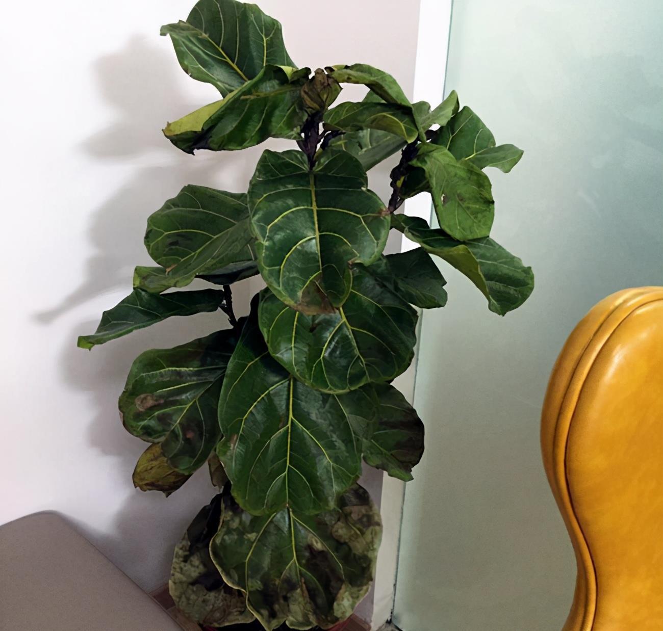 修剪|琴叶榕修剪有诀窍,枝繁叶茂,几步就可以了