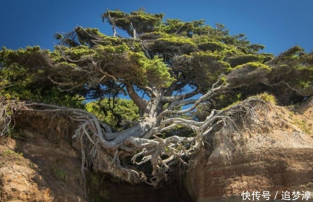 震撼！21棵不想“死”的树，这就是生命