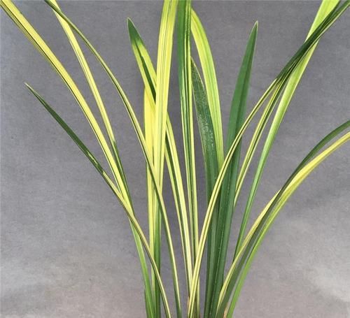 叶片|建兰铭品“八宝奇珍”,香味扑鼻,叶片顶级,养护简单,物美价廉