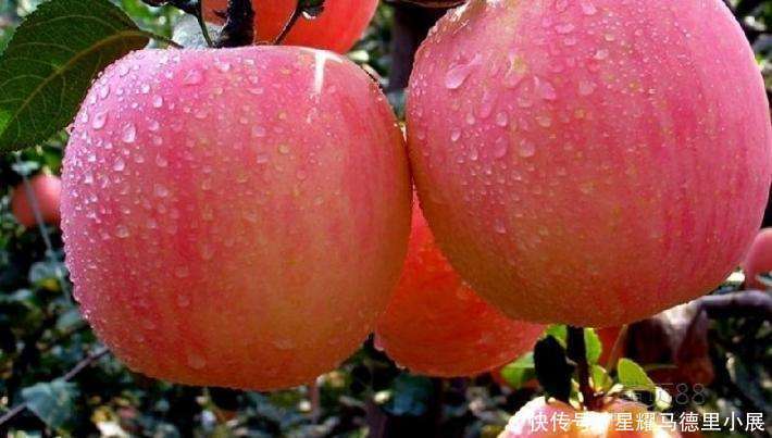 清道夫|血栓“清道夫”找到了!芹菜排第三,排在第一很多人都不知道