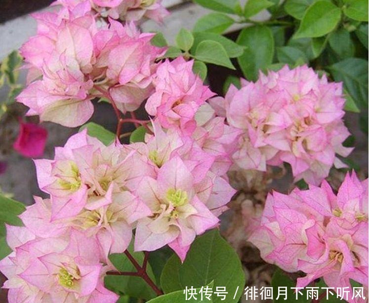 4种花是“开花大户”,花朵大花期长,比牡丹还美,年年开花美翻