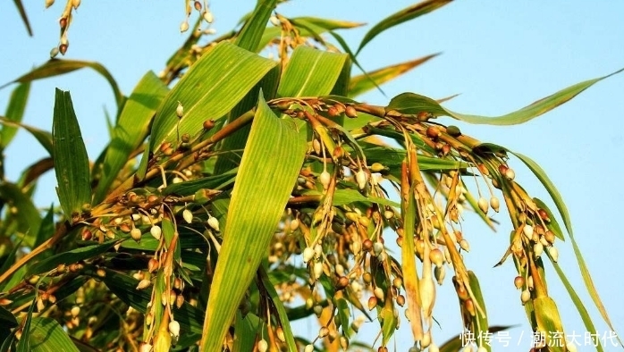 十个女性九个腰痛,此物煮粥吃,腰不疼了,手不麻了,效果好