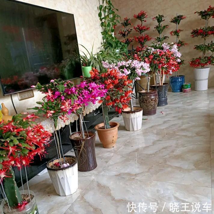 叶仙|玉树砍一刀,插上长寿花,变成“长寿树”,5种花轮番开,少见