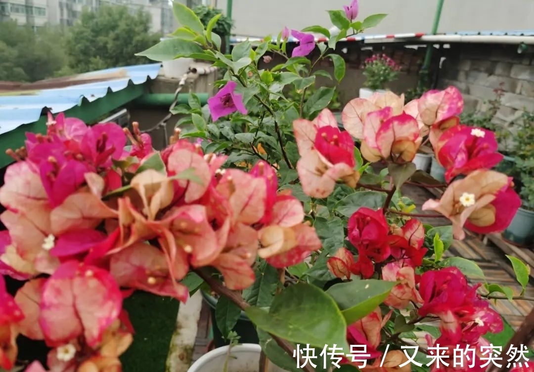 入冬修剪，这9种花，剪错不开花、杆子会枯死