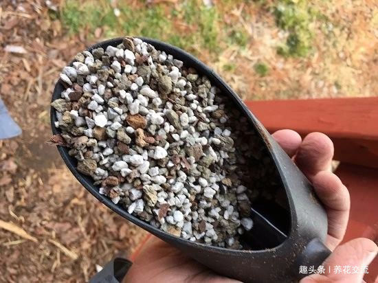 园艺新手接触盆景树需要学到的6个技巧,避免叶黄和枯萎