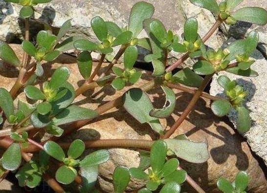 去湿|十个女人九个湿气,常见的去湿食物,每天一点,去除湿气一身轻!