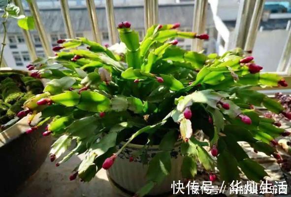 浇水|如何养殖蟹爪兰，让它长得快、开花多、状态好？