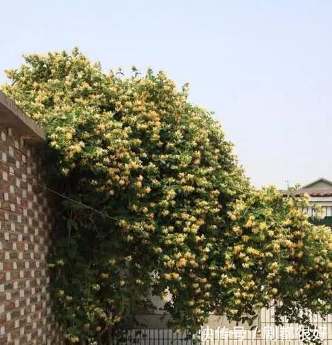 爬藤植物|花开一面墙，花落一路香，一棵爬藤植物的花海