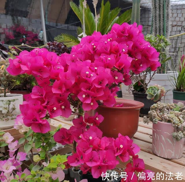 春天来了，三角梅不“萌芽”，对它“狠一点”，新芽全是花
