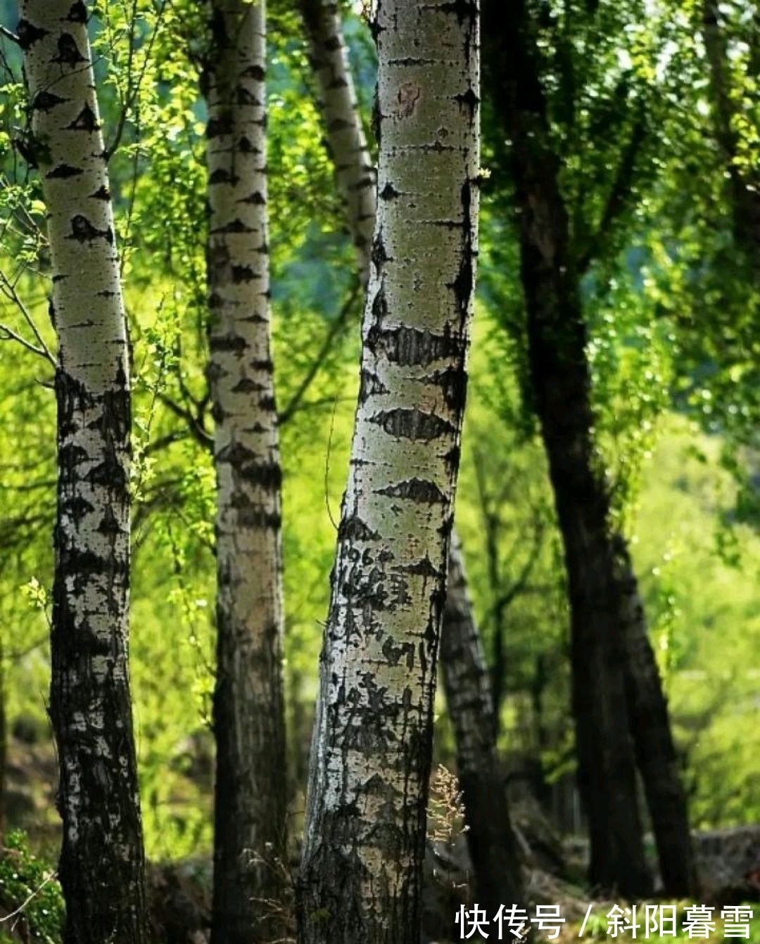 诗人&诗词:风光似水几人识,日落满林寻丹丘