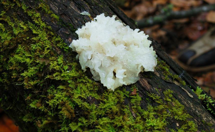 山药|立秋后，多给家人吃“5白”，补气润肺，身体不闹毛病