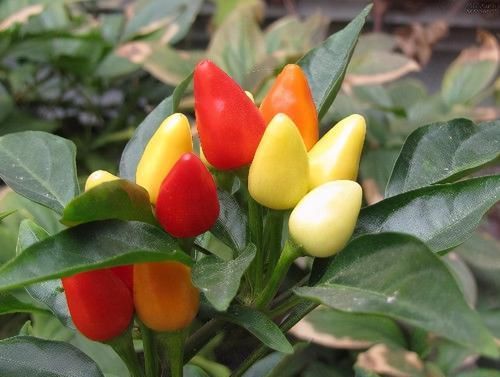  维生素|想长寿要会吃，3种食物离不开，滋补身体，好吃又健康！