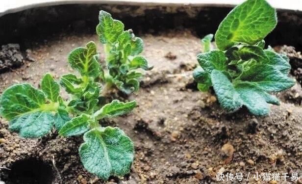 土豆|生姜、土豆吃不完,就扔“花盆里”,长成漂亮盆栽,结出丰硕果实