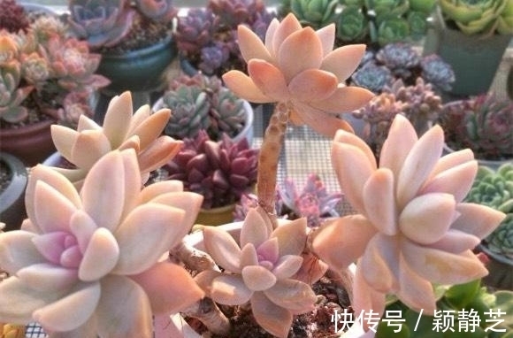 多肉最美的状态有很多种,对糖心情有独钟,6个品种出糖心真漂亮