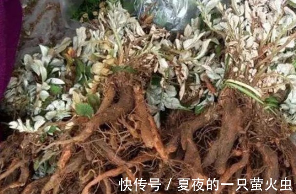 白草|十年前喂猪的野草，如今根茎号称“小人参”，想买都买不到了！