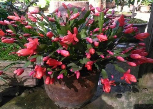 沙漠玫瑰|养这三种花,盆越小,开的花越多,放大盆还容易死