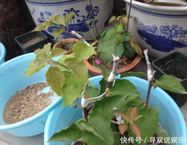接穗|高手的扦插玩法，把以下三角梅养得这么好，只见开花不见叶