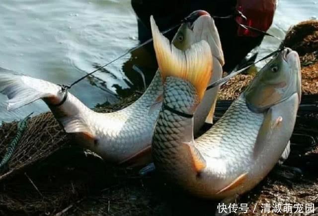 农村神奇的弓鱼术！这样绑鱼离水一天都不会死，是什么原因