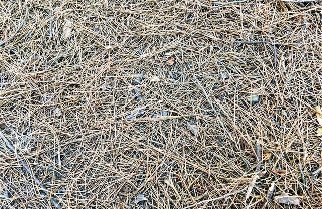 营养物质|家养君子兰，盆土里加点好东西，叶子油亮根还旺，轻松窜出3花剑