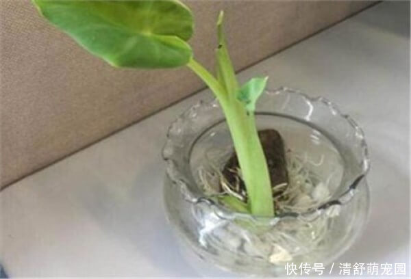 放水|这种东西吃剩的不要扔,放水里就能疯长,比滴水观音还要漂亮!