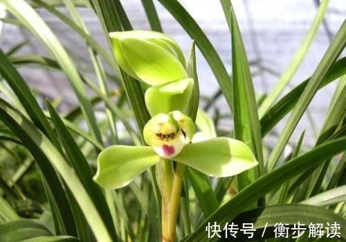 除了花盆之外,这些东西也是绝佳的养花神器,你用过吗?