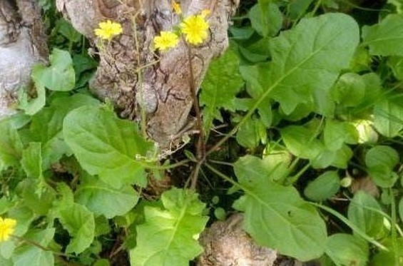 还阳草|此草被称“还阳草”，也是“天然止痛药”，路边捡到带回家