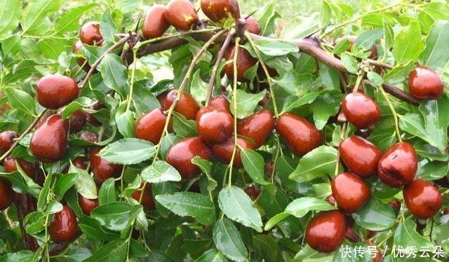 这里有庭院里最喜欢的果树,树大遮阳还能结果,吃得真开心