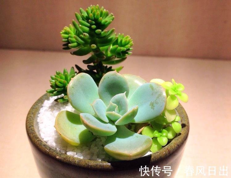 土壤肥力|养多肉植物有4个“致死行为”，现在知道还不算晚