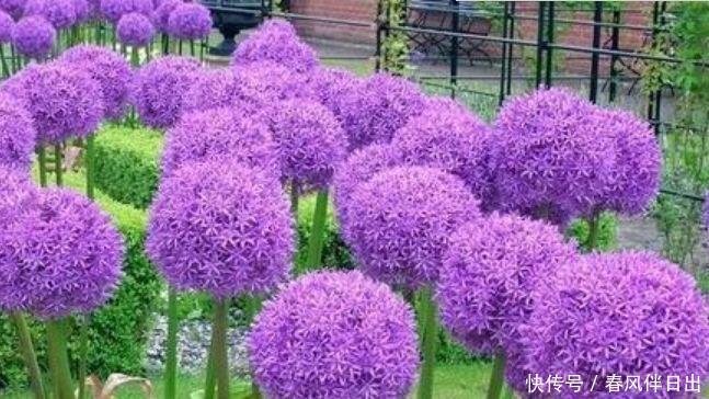 家里养这几款植物,娇小不占地,花朵美轮美奂,你一定会喜欢!