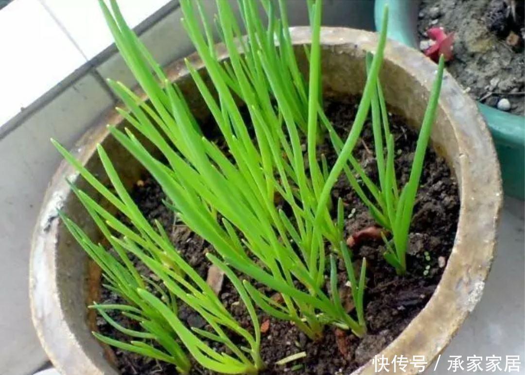 温度|气温低不好养花,不如学种菜,生长周期短成熟快,不用花钱买菜了