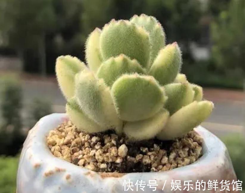 该怎么养好多肉植物白熊锦?抓住这些,长得肥肥胖胖,更漂亮