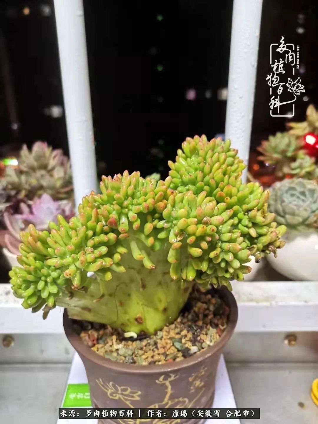 养肉之路,道阻且长,累的是身体,净的是心灵!