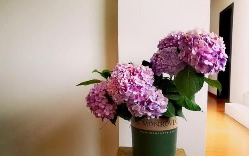 新人花友：养花怎么选土，预防土壤板结？加它们！