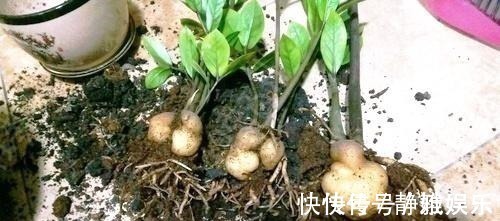 淘米水鸡蛋壳，不如“几粒它”，养花用1点，半年不施肥，长爆盆！