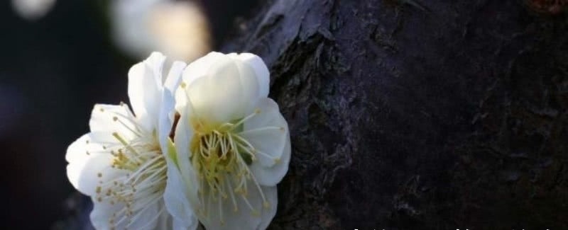 早春#宋朝一位二流的诗人,却写下一流的咏梅诗,通篇充满了诗情画意!