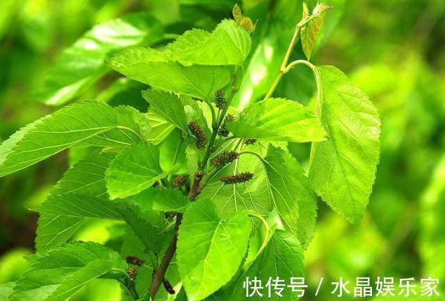 风热感冒|桑叶泡水喝的7大功效，教你4种搭配方式，一周身体变超棒！