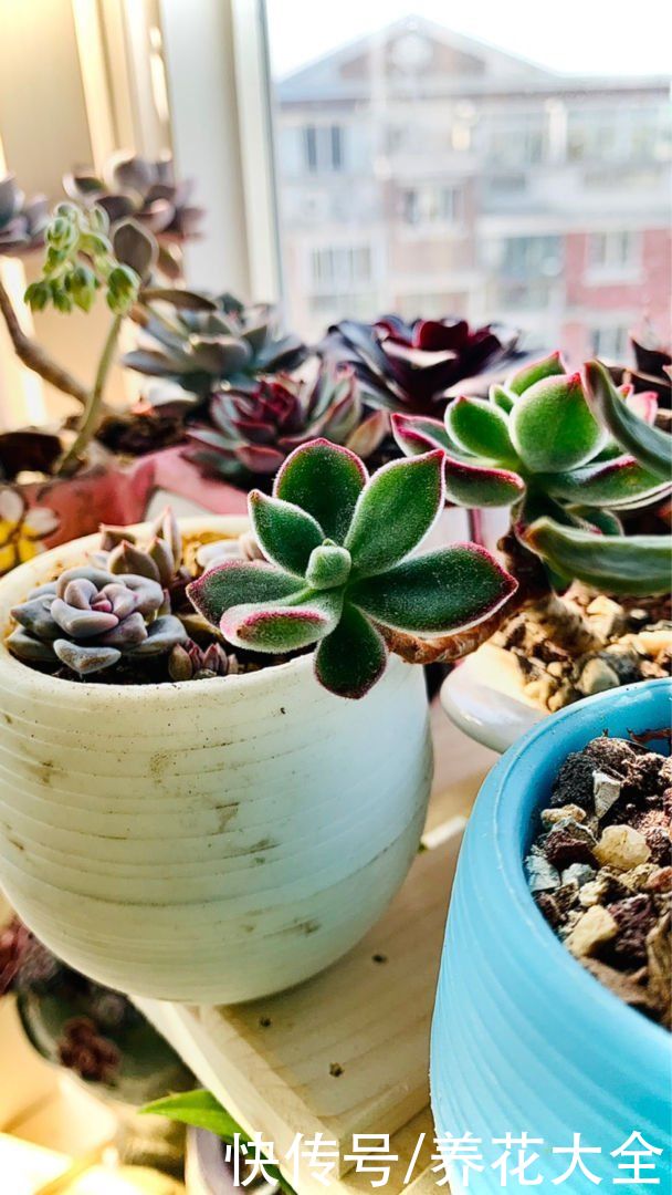 在家养花，一定要注意养花位置，5个地方不能养