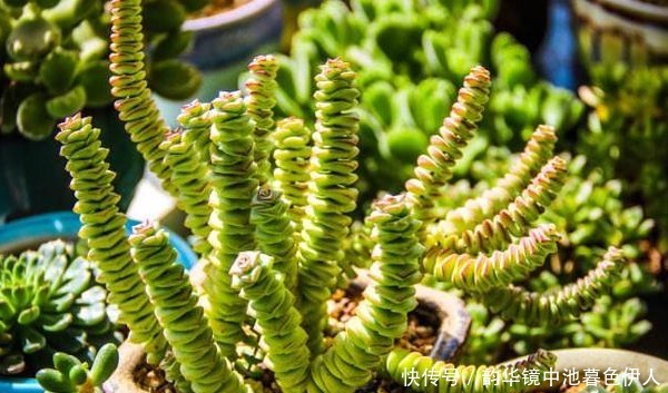 钱串子好看寓意友好,只要知道几点技巧,保证一养就爆盆