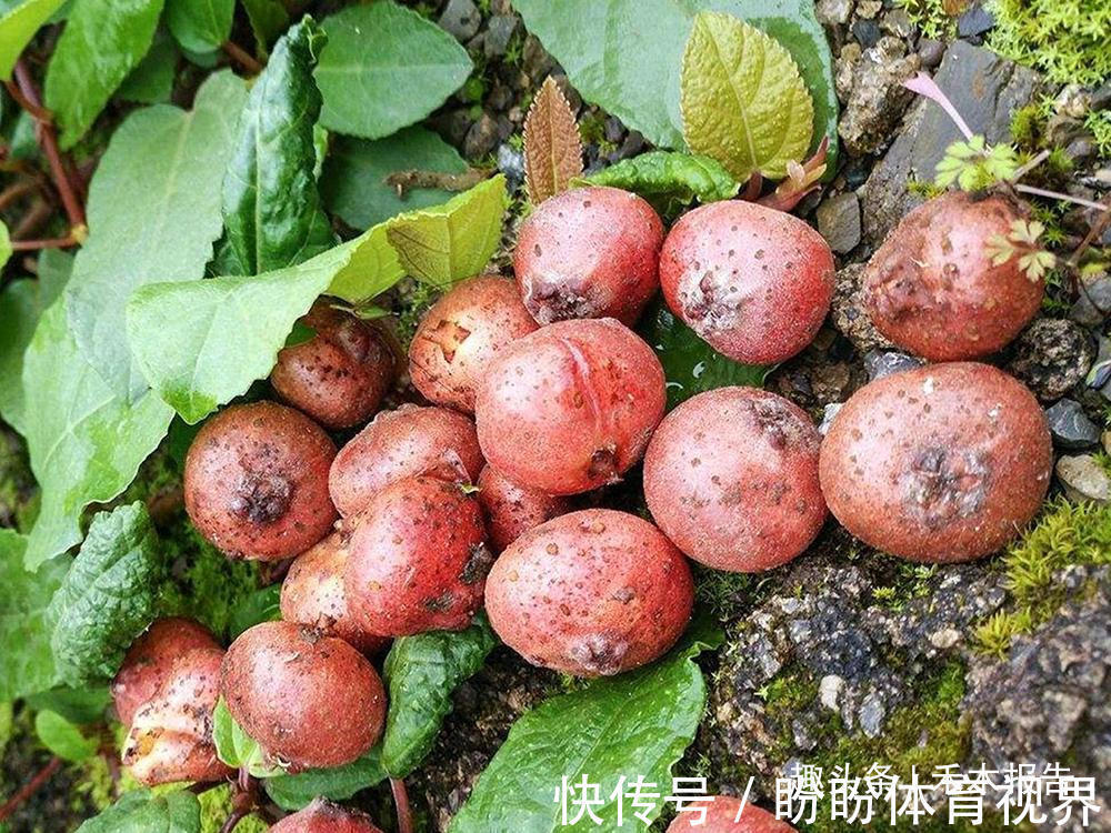 地瓜泡|埋在土里的“石榴”,过去农村娃当糖吃,如今15元一斤,别错过
