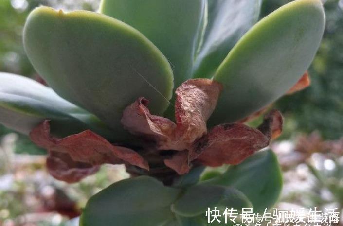 枯叶|多肉底部的枯叶该摘掉吗?当然要摘,但有些品种的枯叶不能全摘