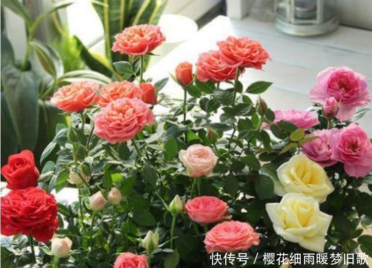 月季花|养月季花,学会“3个”方法,新芽猛冒,开花不断,美爆阳台!